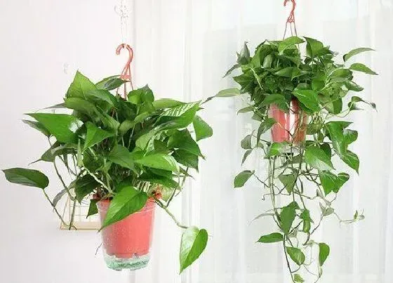 植物常识问题|绿萝长势越来越差的原因