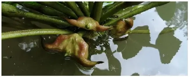 菱角种植技术与方法菱角种植时间 | 三农问答