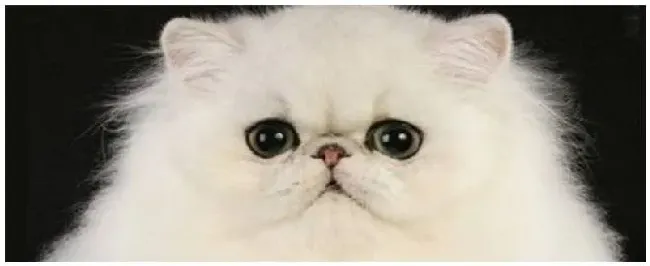 金吉拉是什么品种 | 农业常识