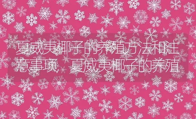 夏威夷椰子的养殖方法和注意事项,夏威夷椰子的养殖 | 养殖常见问题