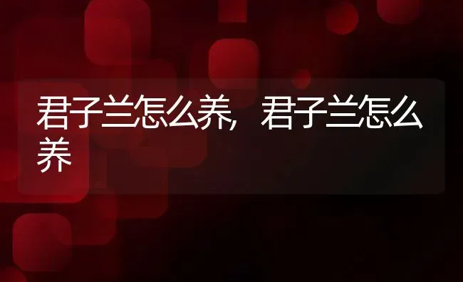 君子兰怎么养,君子兰怎么养 | 养殖常见问题