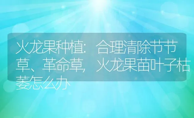 火龙果种植:合理清除节节草、革命草,火龙果苗叶子枯萎怎么办 | 养殖常见问题