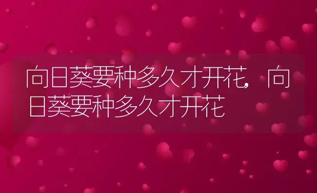 向日葵要种多久才开花,向日葵要种多久才开花 | 养殖常见问题