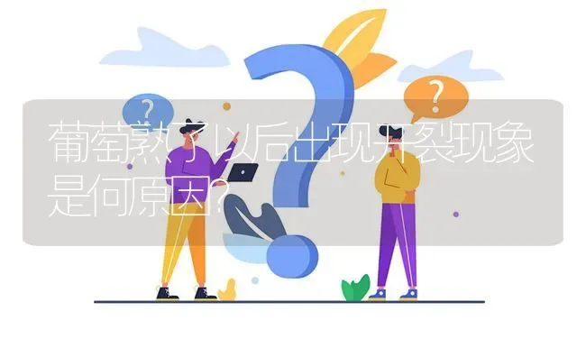 葡萄熟了以后出现开裂现象是何原因? | 养殖问题解答