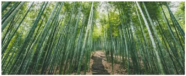 竹子怎么施肥 | 农业常识