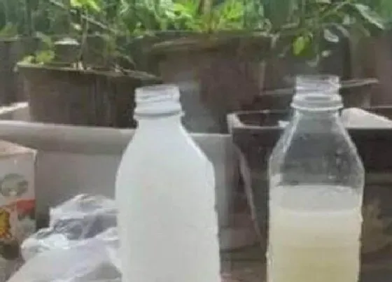 植物常识问题|绿萝吊兰浇灌什么肥水叶片油绿光亮