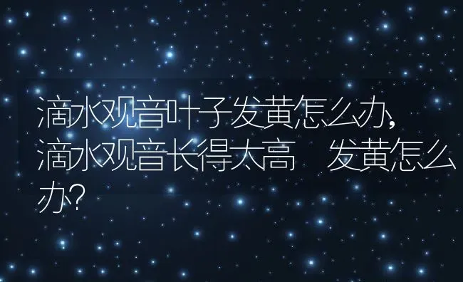 滴水观音叶子发黄怎么办,滴水观音长得太高 发黄怎么办？ | 养殖常见问题