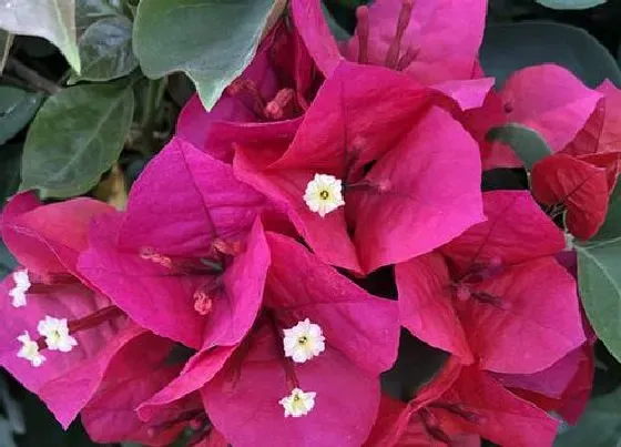 植物常识问题|三角梅开花前需要怎么养护花开爆盆
