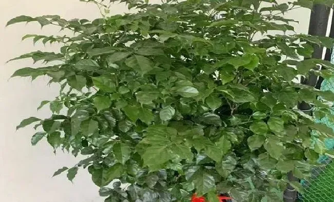 植物常识问题|幸福树养在家里好不好