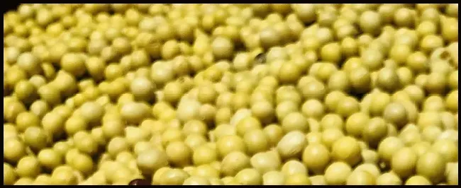 大豆黄叶病的防治方法 | 农业答疑