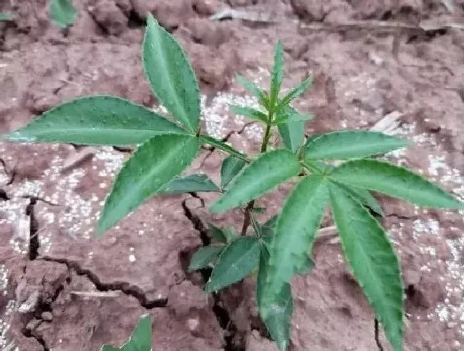 植物常识问题|用花椒籽可以种成花椒树苗吗（花椒籽什么时候播种好）