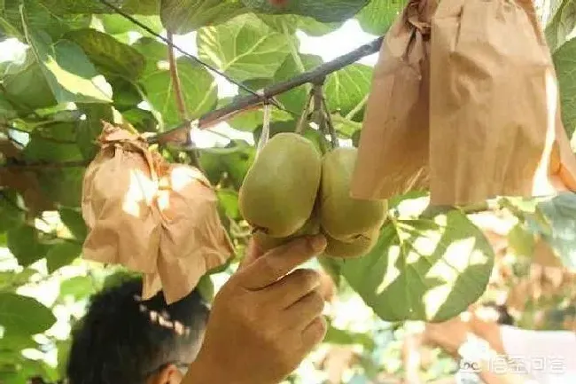 植物常识问题|猕猴桃谢花后怎么管理（猕猴桃开完花后修剪施肥流程）