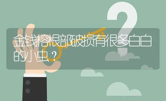 金钱榕根部破损有很多白白的小虫? | 养殖问题解答