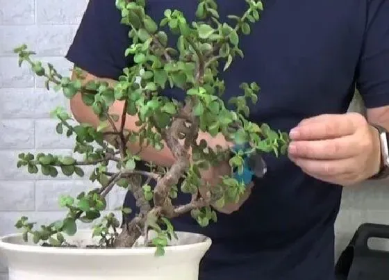 植物常识问题|修剪对于养花的好处