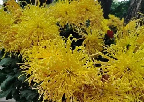 植物常识问题|菊花放家里是否不吉利（菊花摆在家里有讲究禁忌吗）