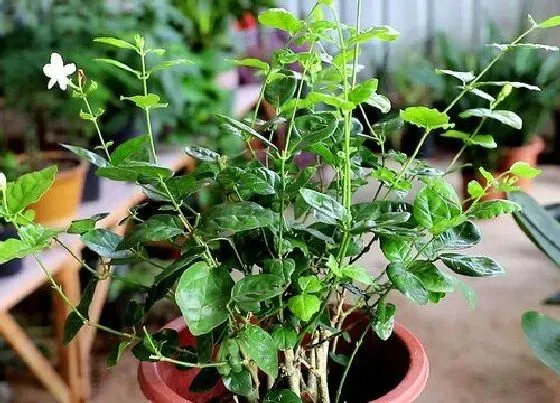 植物常识问题|茉莉花冒新芽后如何养护开花多