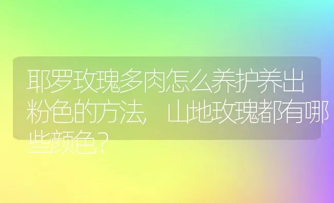 耶罗玫瑰多肉怎么养护养出粉色的方法,山地玫瑰都有哪些颜色？ | 养殖常见问题