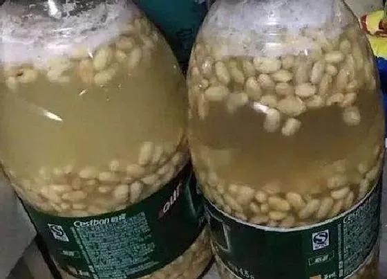 植物常识问题|绿萝吊兰浇灌什么肥水叶片油绿光亮