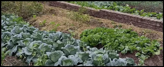 蛐蛐是益虫还是害虫 | 农业问题