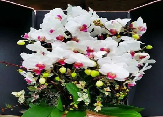 植物常识问题|养护蝴蝶兰容易犯哪些错误