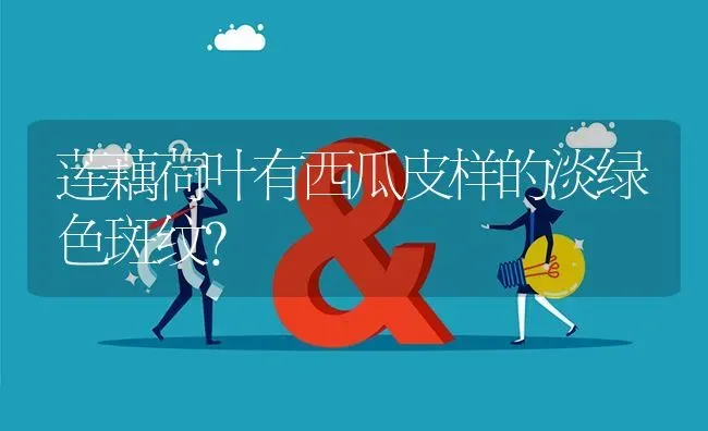 莲藕荷叶有西瓜皮样的淡绿色斑纹? | 养殖问题解答