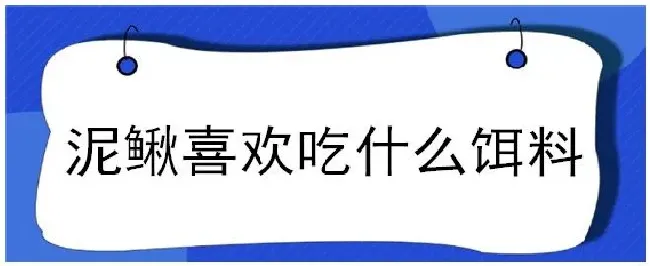 泥鳅喜欢吃什么饵料 | 农业问题