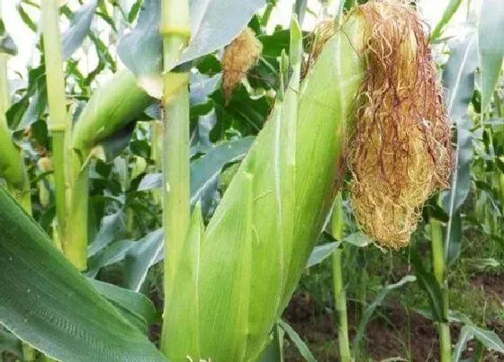 植物常识问题|十大高产玉米品种 全国高产玉米品种排行榜