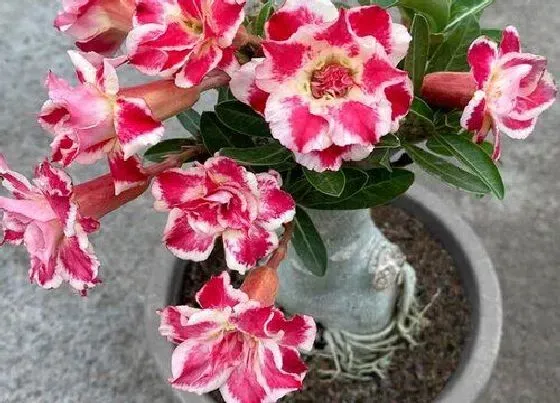 植物常识问题|沙漠玫瑰生长慢如何避免这些错误