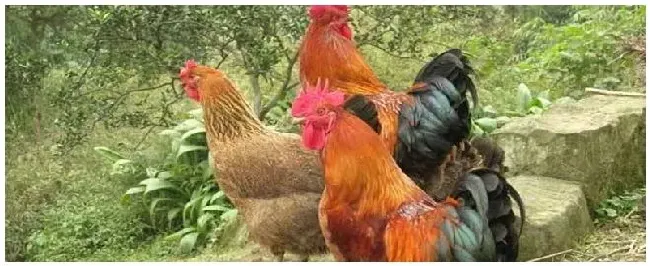 土鸡跟老母鸡的区别 | 农业常识