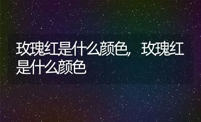 玫瑰红是什么颜色,玫瑰红是什么颜色 | 养殖常见问题