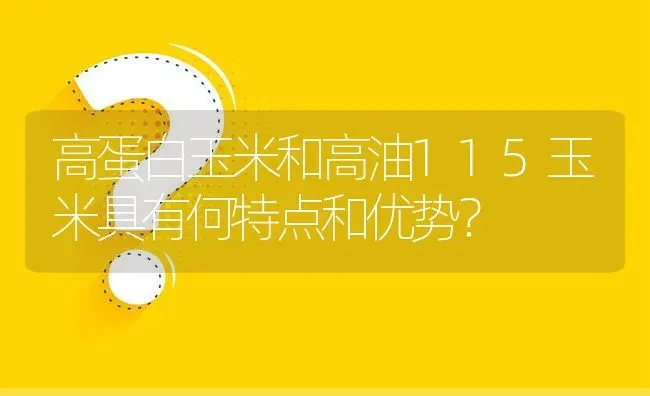 高蛋白玉米和高油115玉米具有何特点和优势? | 养殖问题解答