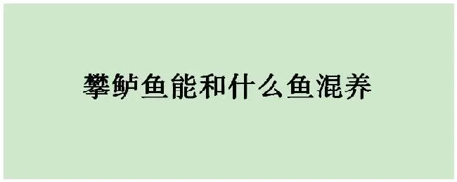 攀鲈鱼能和什么鱼混养 | 三农答疑