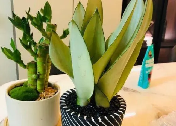 植物常识问题|富贵竹黄叶如何进行处理