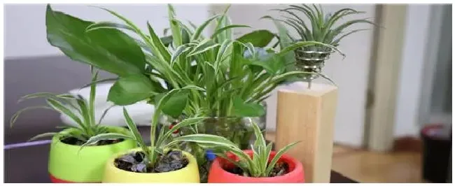 吸甲醛的植物有哪些 | 生活常识