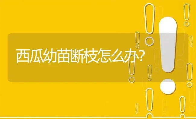 西瓜幼苗断枝怎么办? | 养殖问题解答