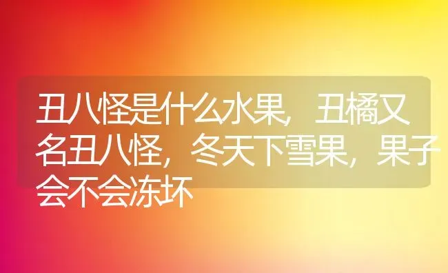 丑八怪是什么水果,丑橘又名丑八怪，冬天下雪果，果子会不会冻坏 | 养殖常见问题