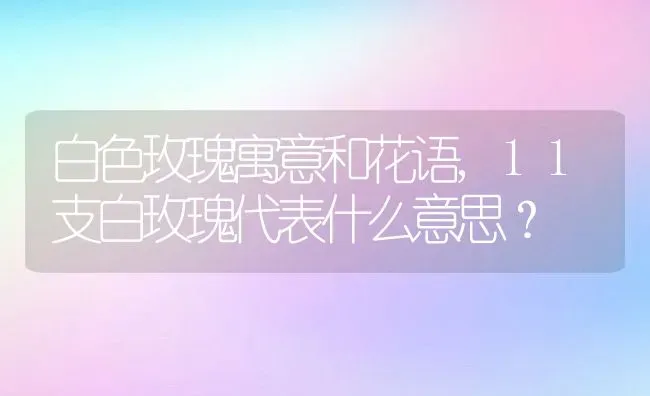 白色玫瑰寓意和花语,11支白玫瑰代表什么意思？ | 养殖常见问题