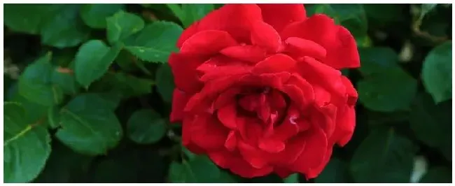 玫瑰的种植方法 | 三农答疑