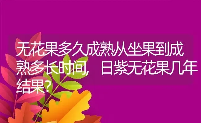 无花果多久成熟从坐果到成熟多长时间,日紫无花果几年结果？ | 养殖常见问题