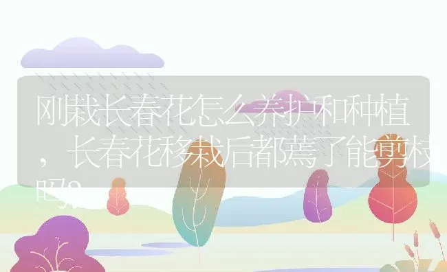 刚栽长春花怎么养护和种植,长春花移栽后都蔫了能剪枝吗？ | 养殖常见问题