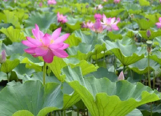 植物常识问题|荷花只长叶子不开花怎么办