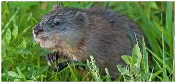 麝香鼠怎么产麝香 | 农业常识