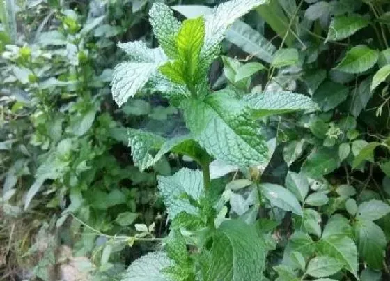 植物常识问题|薄荷什么时候收割最好