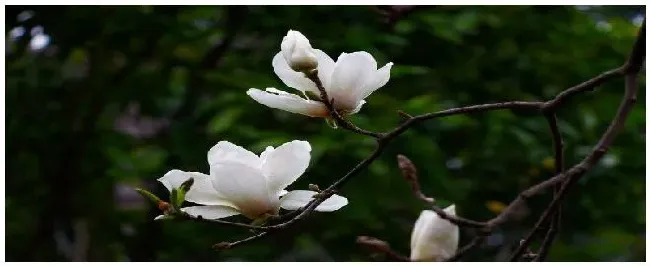 玉兰花的特点 | 生活常识