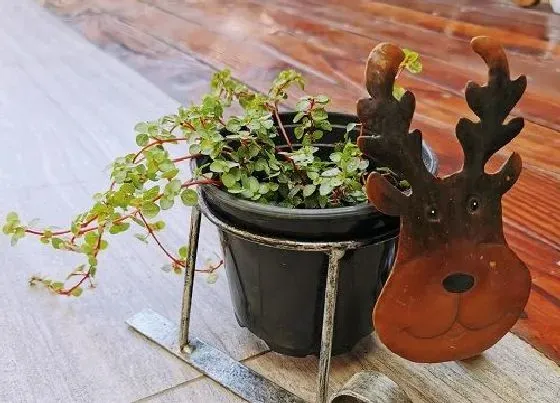 植物常识问题|冷水花养殖方法和注意事项