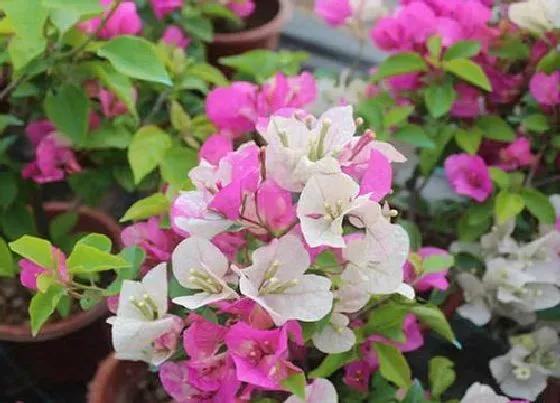植物常识问题|三角梅开花前需要怎么养护花开爆盆