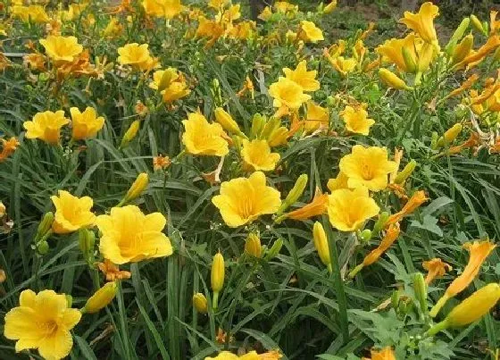 植物常识问题|萱草花能吃吗 萱草花的功效与作用