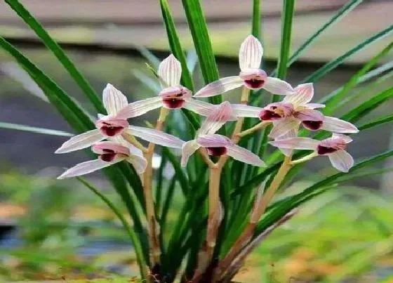 植物常识问题|兰花冬天开花养护