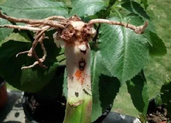 植物常识问题|花卉出现烂根前都有哪些前兆