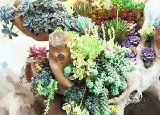 植物常识问题|多肉花篮是如何进行制作的